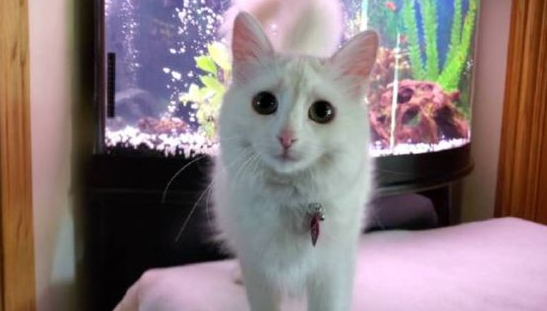 养了只炸毛小丑猫，当它成年后，竟出落得这么好看！