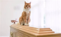 死人有猫到棺材跟好不好