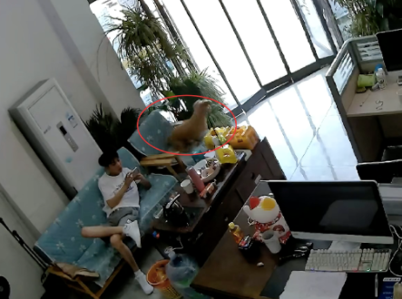 门外汽车要撞进来了,狗狗提前预判到危险吠叫提醒主人 门外汽车要撞进来了,狗狗提前预判到危险吠叫提醒主人