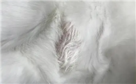 猫一块皮肤脱毛露白肉