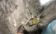 母猫羊水球挂了10个小时