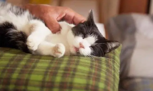 日本猫主题的电影 日本猫主题的电影