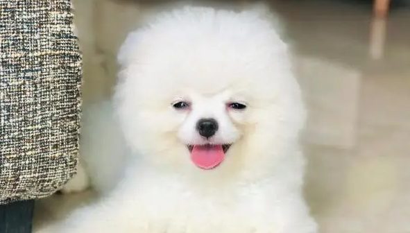 小q不是导盲犬 小q不是导盲犬