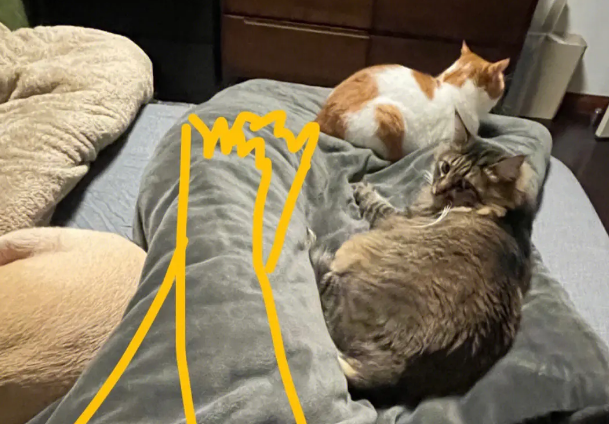 为什么不追养猫的妹子