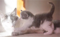摸猫蛋蛋猫会舒服吗