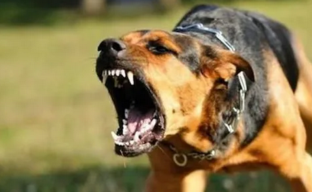 狗屎会传播狂犬病吗 狗屎会传播狂犬病吗