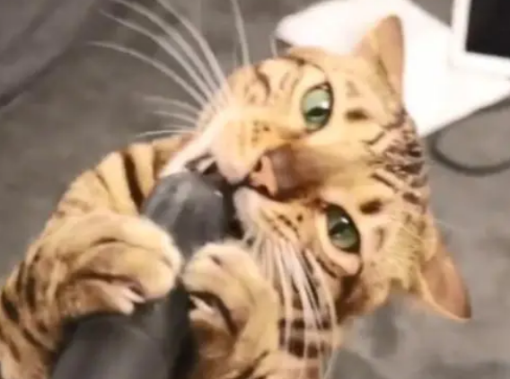 猫咪喜欢被吸尘器“按摩”,主人没了猫咪掉毛烦恼,只是手有点累 猫咪喜欢被吸尘器“按摩”,主人没了猫咪掉毛烦恼,只是手有点累