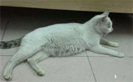 母猫生产前三天拉稀的征兆