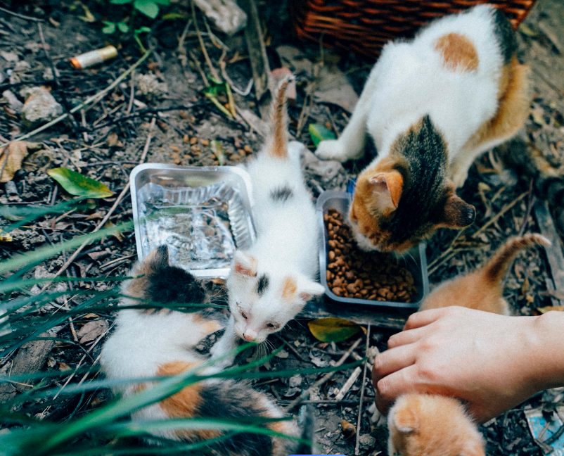 什么样的人猫缘好