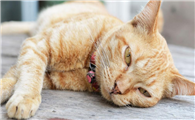 母猫在哺乳期突然吐了