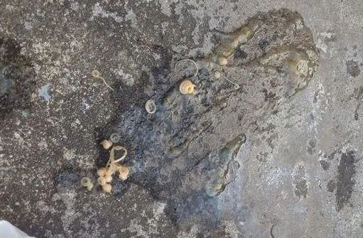 狗拉出来的白色线条虫图片 狗拉出来的白色线条虫图片
