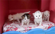 生四只猫为什么不吉利