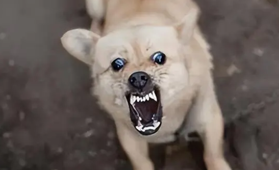 十日观察法害死多少人狂犬病