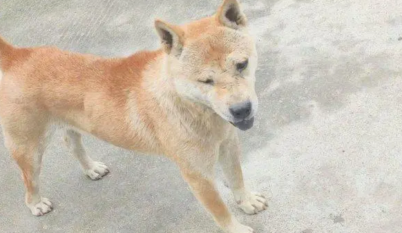母狗多大发情