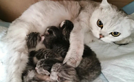 生了五只小猫寓意