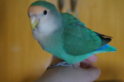 蓝银顶鹦鹉好养吗 蓝银顶鹦鹉好养吗