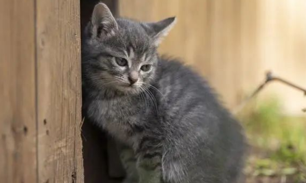 猫咪被粘鼠板粘住，如何轻松解救？