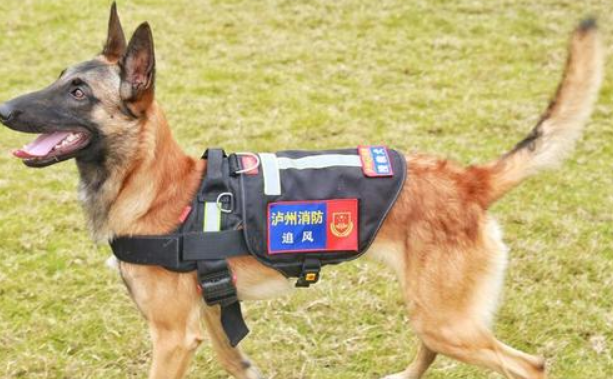 消防犬是做什么图片