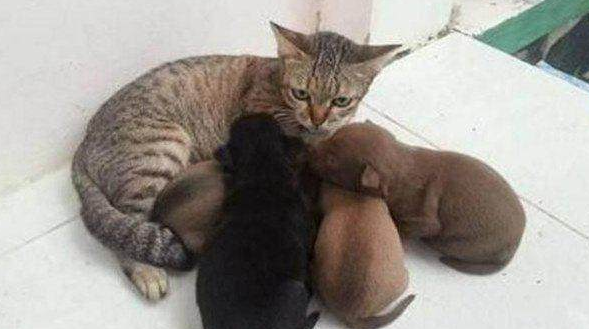 狗妈把一窝小狗丢给猫咪照顾,猫咪敢怒不敢言 狗妈把一窝小狗丢给猫咪照顾,猫咪敢怒不敢言