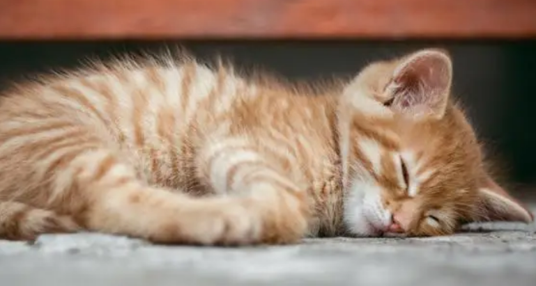 让猫咪单独睡还是跟主人睡好 让猫咪单独睡还是跟主人睡好