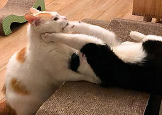 我家猫叫声是哇奥哇奥 我家猫叫声是哇奥哇奥