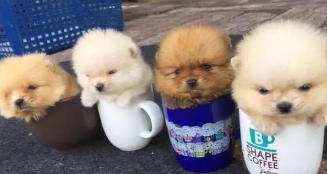 长不大的茶杯犬能活多久 长不大的茶杯犬能活多久