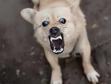 狂犬病感染几率有多大