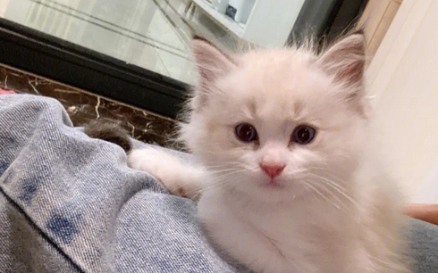 猫与人年龄对照表