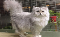杀死小猫会有报应吗