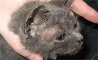 猫长猫癣最初特征