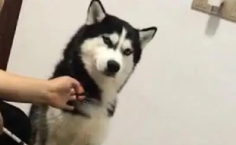 哈士奇犯错被主人教训,结果二哈还不耐烦了,瞪起了主人来 哈士奇犯错被主人教训,结果二哈还不耐烦了,瞪起了主人来