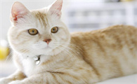 如何自制驱猫剂