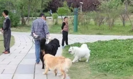 女子被不栓绳的狗咬伤,向犬主索要额外赔偿,犬主:只赔偿医药费 女子被不栓绳的狗咬伤,向犬主索要额外赔偿,犬主:只赔偿医药费