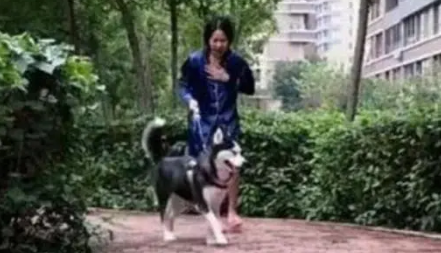 主人为了考验哈士奇，于是假装晕倒，结果二哈看见后拔腿就跑