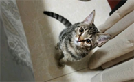 猫怎么洗澡