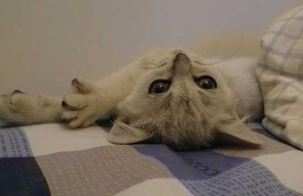 为什么说猫是阴邪之物 为什么说猫是阴邪之物
