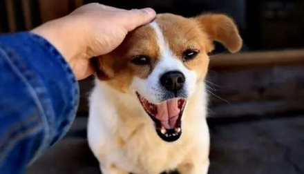 狗一生认几个主人