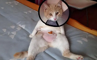 母猫多大绝育比较好