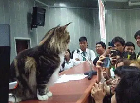教室的人围着讲台拍照，以为出啥事了，凑近一看无语：不就是猫么
