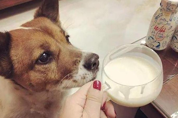 狗能吃酸奶吗