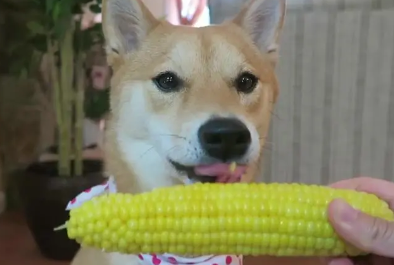 狗能吃玉米吗 狗能吃玉米吗