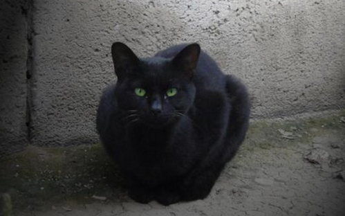 民间养猫的诡异禁忌
