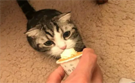 猫只吃主人拿在手上的猫粮