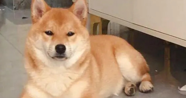 柴犬为了从笼子里出来也是够拼的,结果被卡住了,赶紧像主人求救 柴犬为了从笼子里出来也是够拼的,结果被卡住了,赶紧像主人求救