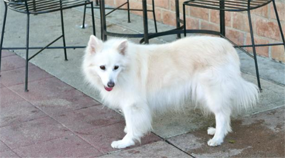 日本狐狸犬和博美的区别 日本狐狸犬和博美的区别