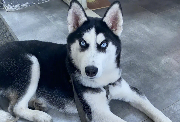 高冷猫咪遇见犯二哈士奇也是没辙了,只能靠装睡来躲避骚扰 高冷猫咪遇见犯二哈士奇也是没辙了,只能靠装睡来躲避骚扰