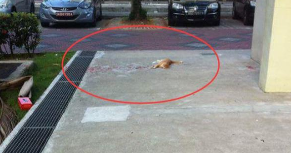 网友看见一只躺在“血泊”里的猫,当他走近时...