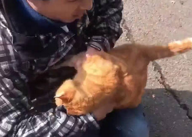 街边发现一只被黏住的橘猫,仔细一看,又好笑又揪心 街边发现一只被黏住的橘猫,仔细一看,又好笑又揪心