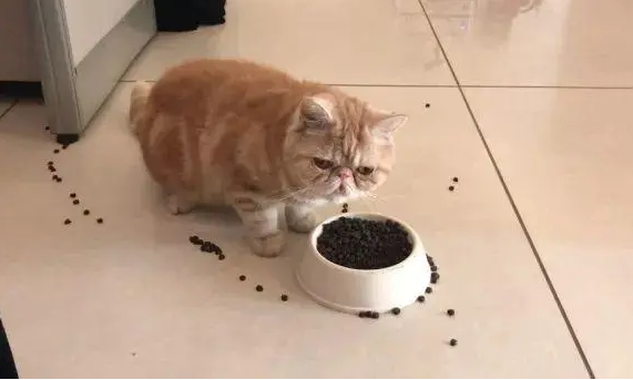 猫总是出去玩回来吃了饭又走 猫总是出去玩回来吃了饭又走