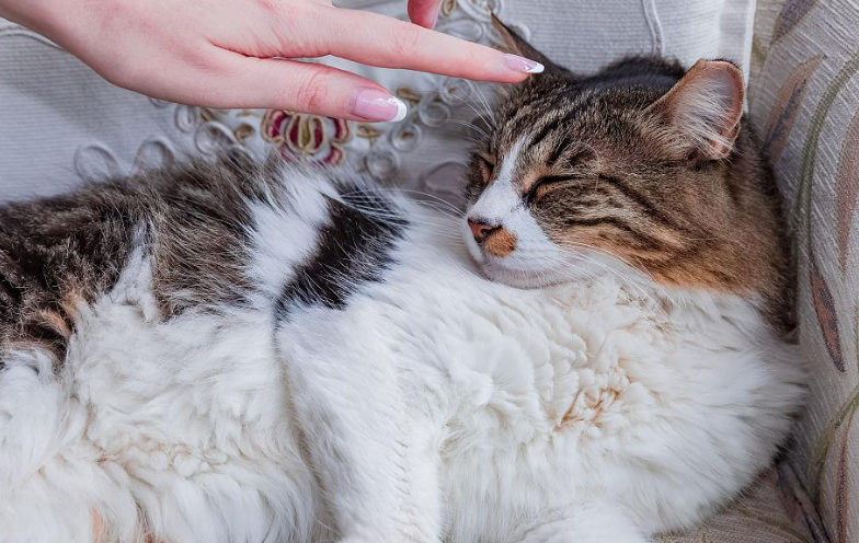 摸着猫的毛皮睡 摸着猫的毛皮睡